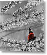 Red Admiral On White Blossom Metal Print