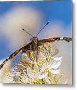 Red Admiral Butterfly On Plum Blossoms Metal Print