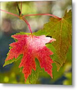 Red And Green Metal Print