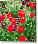 Red And Purple Tulips Metal Print