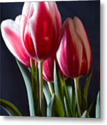 Red And White Tulips Metal Print