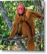 Red Bald Uakari In A Tree Metal Print