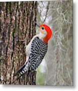 Red-bellied Woodpecker (melanerpes Metal Print