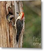 Red-bellied Woodpecker With Chick Metal Print