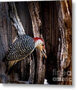 Red Belly With Nut Metal Print