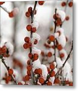 Red Berries In Winter Metal Print