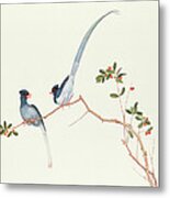 Red Billed Blue Magpies On A Branch With Red Berries Metal Print