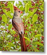 Red Bird Amidst Red Berries Metal Print