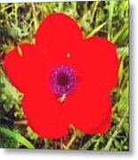 #red #blossom #nature #flower #green Metal Print