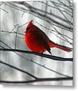 Red Cardinal On Winter Branch Metal Print