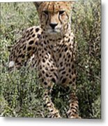 Red Cheetah Portrait Metal Print
