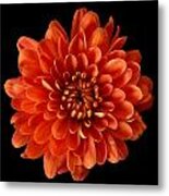 Red Chrysanthemum Still Life Flower Art Poster Metal Print