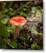 Red Coral Mushroom Metal Print