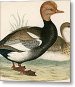 Red Crested Whistling Duck Metal Print