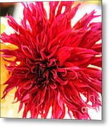 Red Dahlia Metal Print