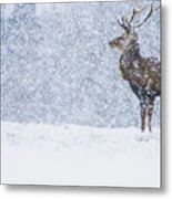 Red Deer Stag In Snowfall Derbyshire Uk Metal Print