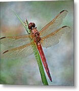Red Dragonfly Metal Print