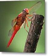 Red Dragonfly Metal Print