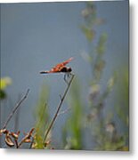 Red Dragonfly Metal Print