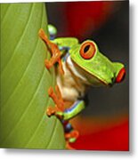 Red Eyed Leaf Frog Metal Print