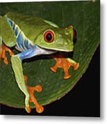 Red-eyed Tree Frog Costa Rica Metal Print