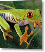 Red Eyed Tree Frog Metal Print
