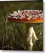 Red Fairy Mushroom Metal Print