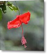 Red Flower St. John's Metal Print