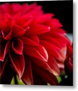 Red Flowers Metal Print