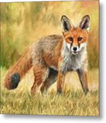 Red Fox Metal Print