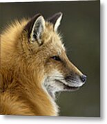 Sly Red Fox Metal Print