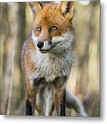 Red Fox Portrait England Metal Print