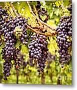 Red Grapes In Vineyard Metal Print