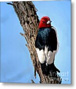 Red-headed Woodpecker Metal Print