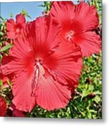 Red Hibiscus Metal Print