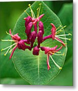 Red Honeysuckle Metal Print