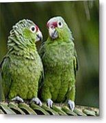 Red-lored Parrots Ecuador Metal Print
