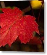 Red Maple Leaf In Fall Metal Print