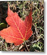 Red Oak Leaf Metal Print