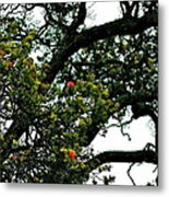 Red Ohia Lehua Tree Metal Print