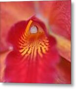 Red Orchid Metal Print