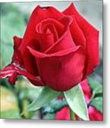 Red Perfection Metal Print