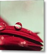 Red Petals Metal Print