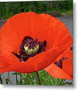 Red Poppy Metal Print