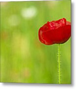 Red Poppy Metal Print