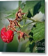 Red Raspberry Metal Print