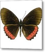 Red Rim Butterfly Metal Print