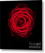 Red Rose 2 Metal Print