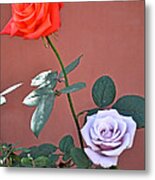 Red Rose And Sterling Silver Blue Moon Rose Metal Print