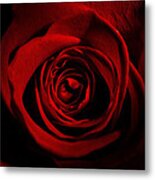 Red Rose Blossom Metal Print